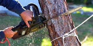 Best Tree Cabling and Bracing  in Scott Af, IL